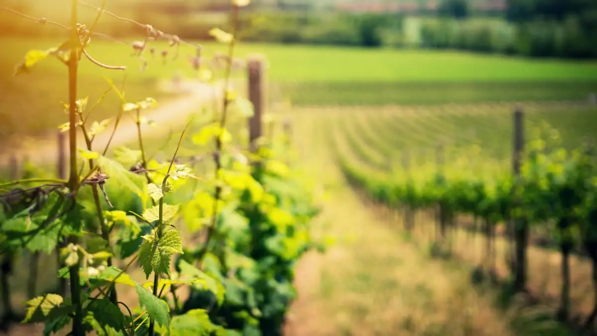 Besök Kalamatas vinområden